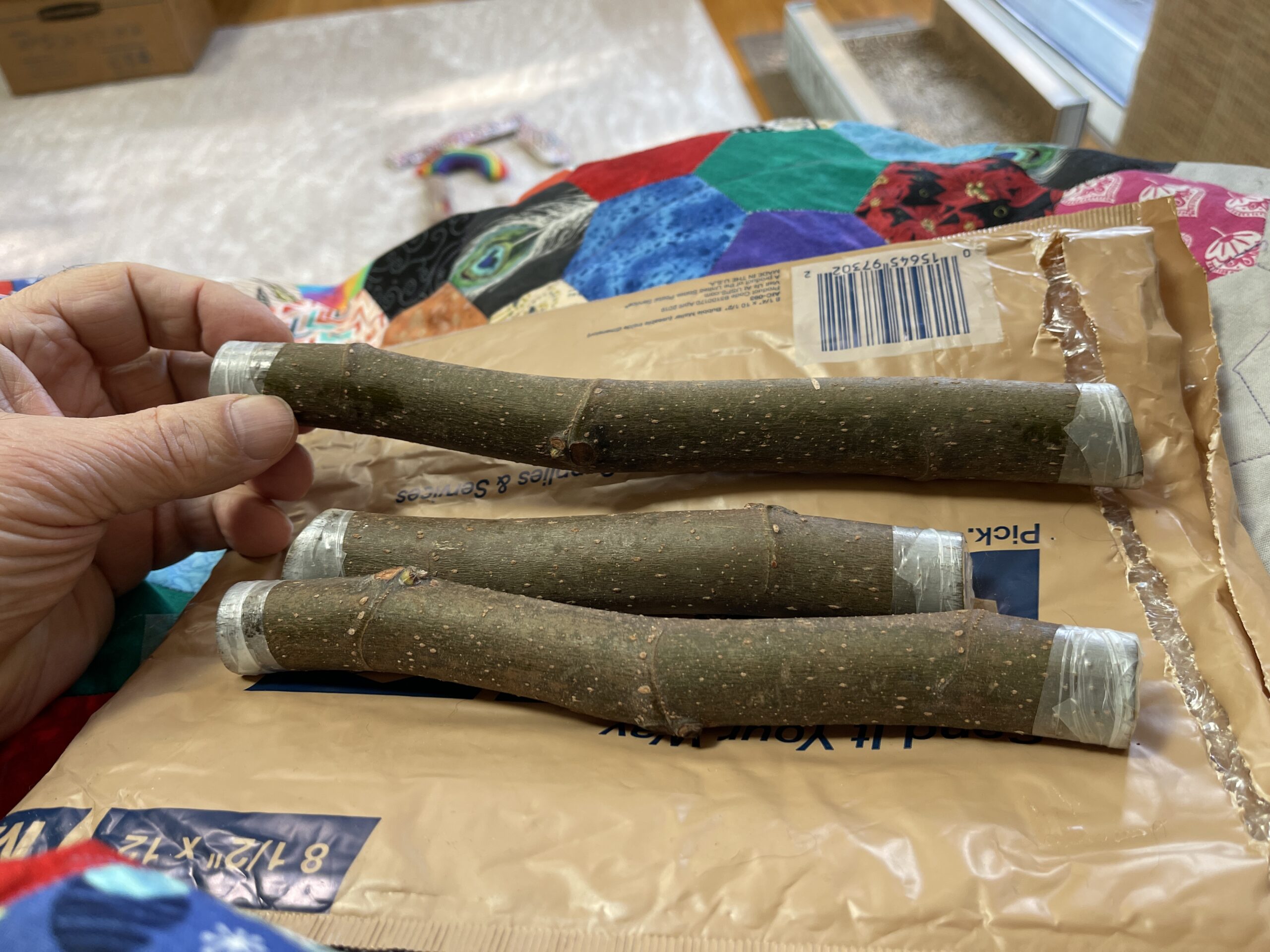 Red Lebanese Cuttings