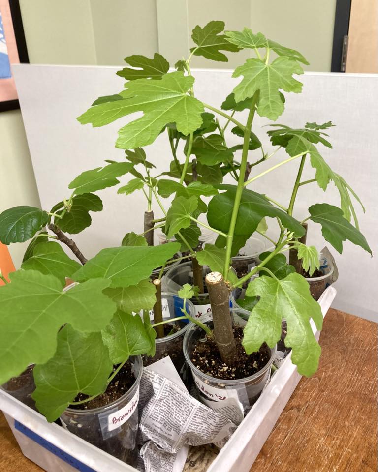 7/26/2026 – I Made Fig Leaf Tea!