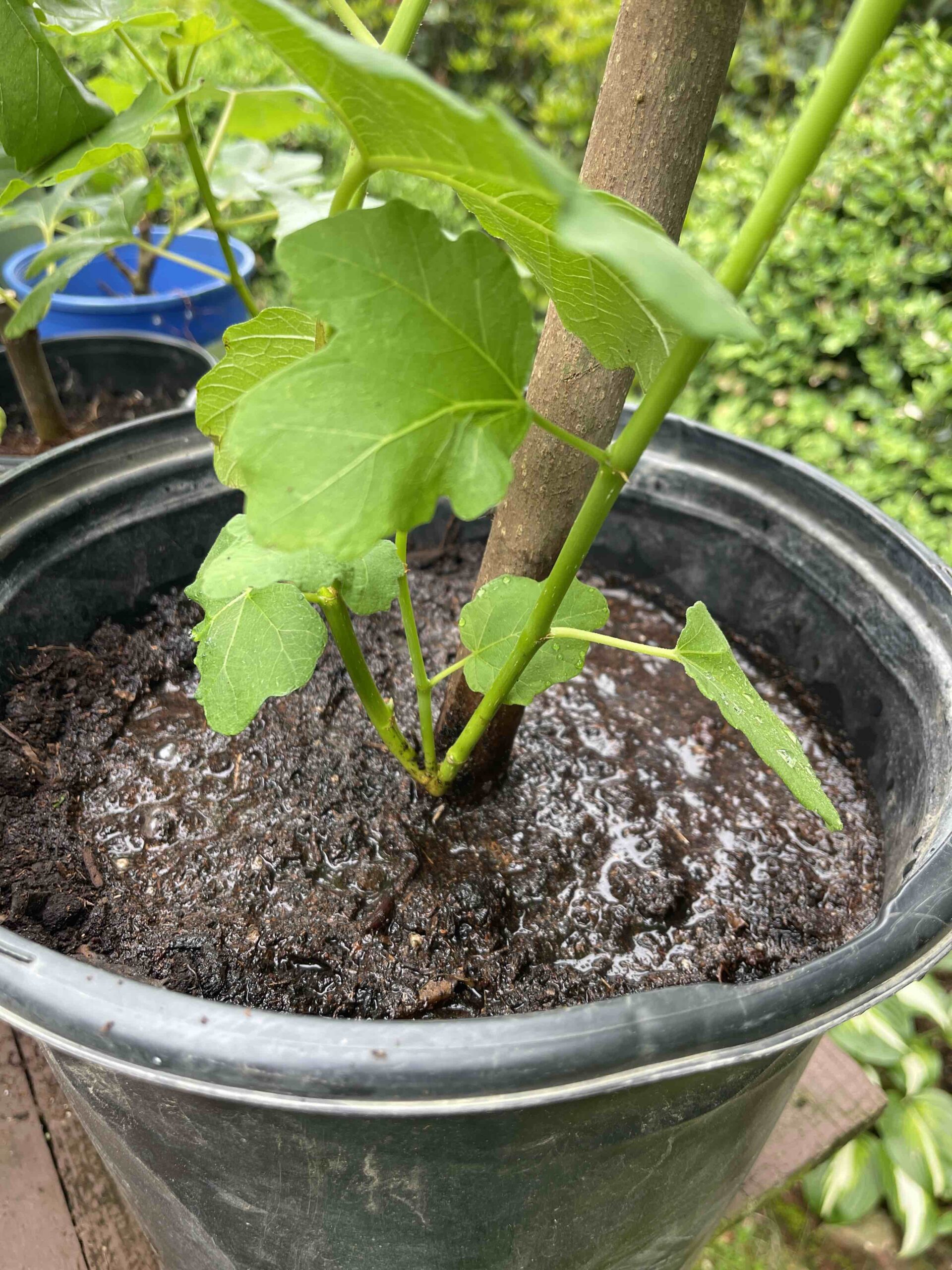 Types of Fig Cuttings