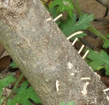 Ambrosia Beetles Strike Three Potted Figs