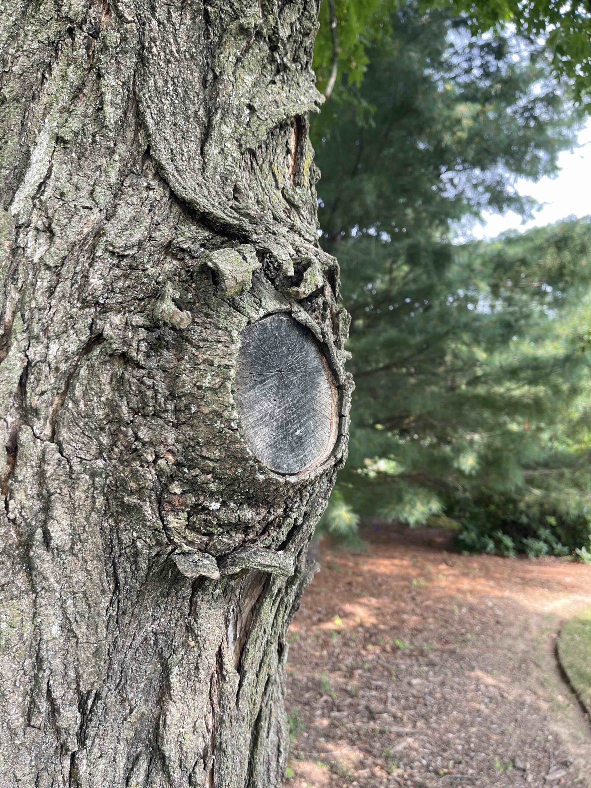 Correctly Pruning a Branch
