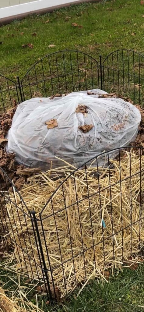 Winterizing a planter fig tree
