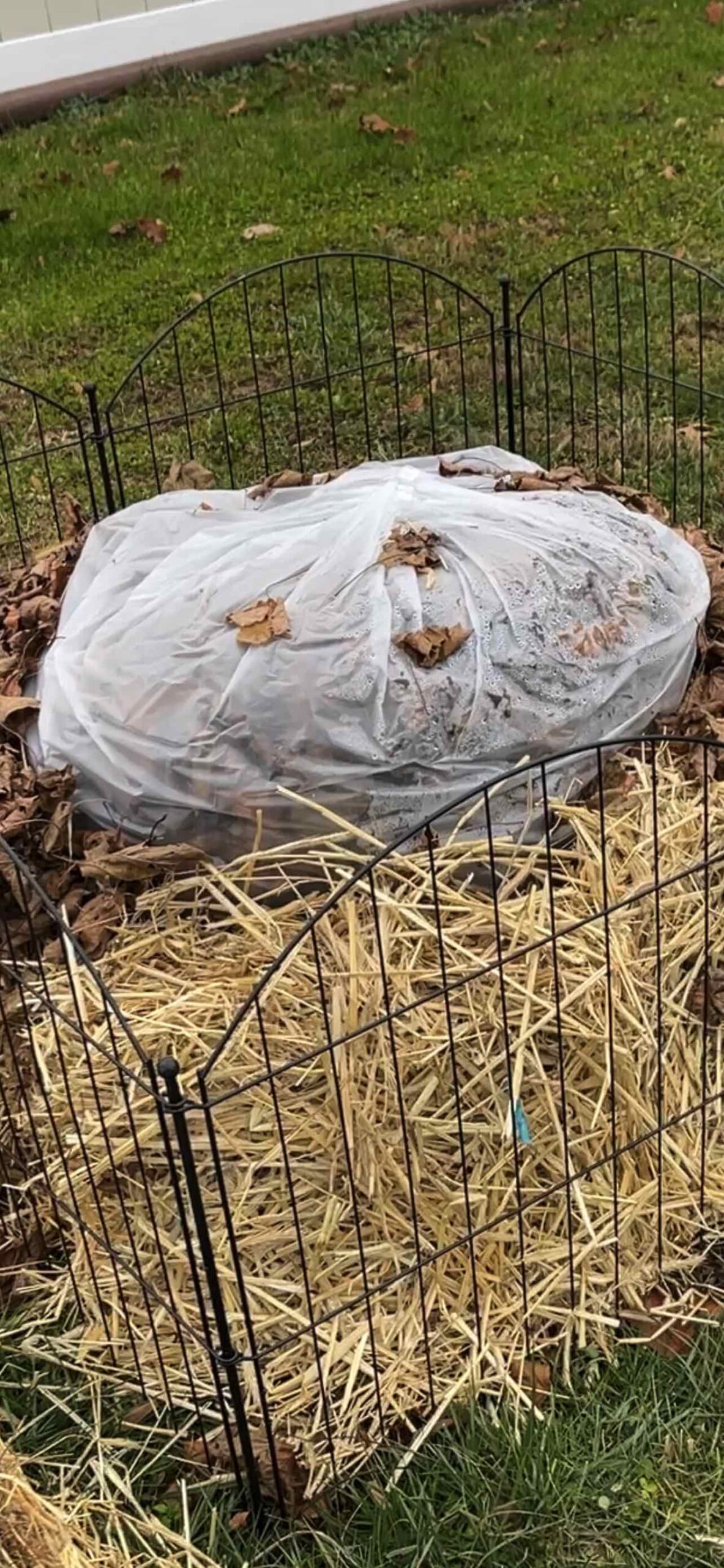 Moisture: The Hidden Threat When Winterizing Fig Trees