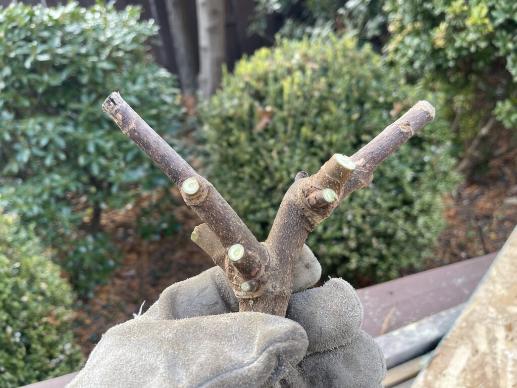 V-shaped fig cutting