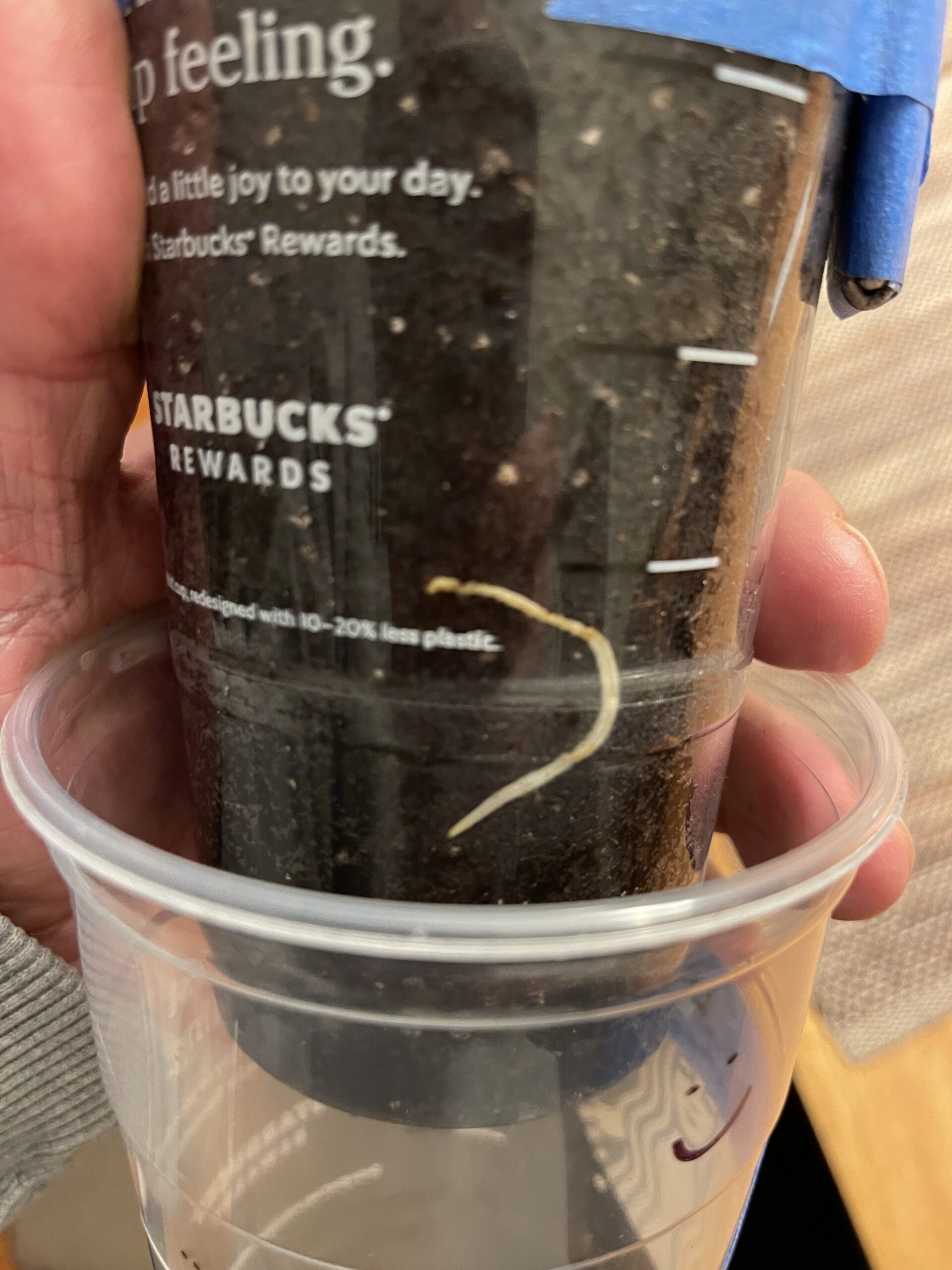 Look, Ma! Roots Everywhere!