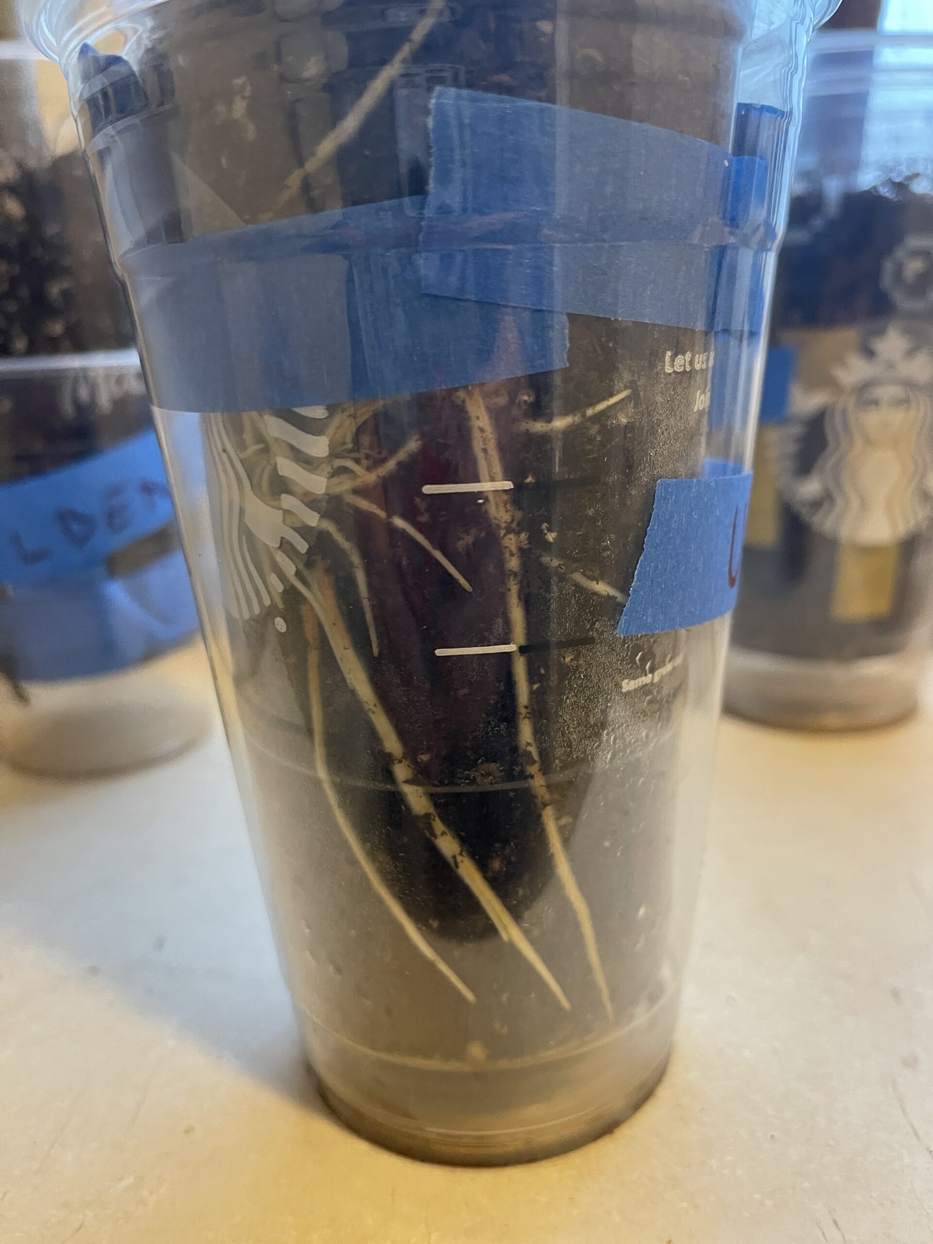 Hello, Roots! My First Fig Cutting of 2026