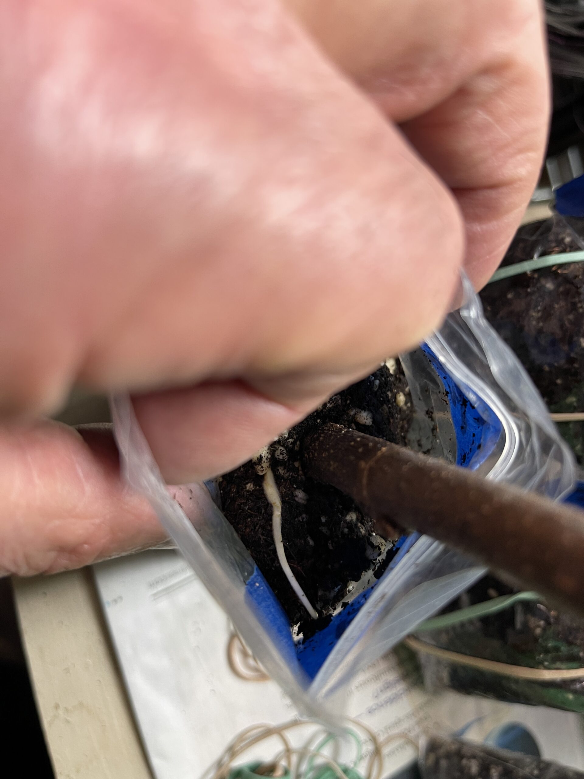 When Figs Break the Rules: The Case of the Top Root