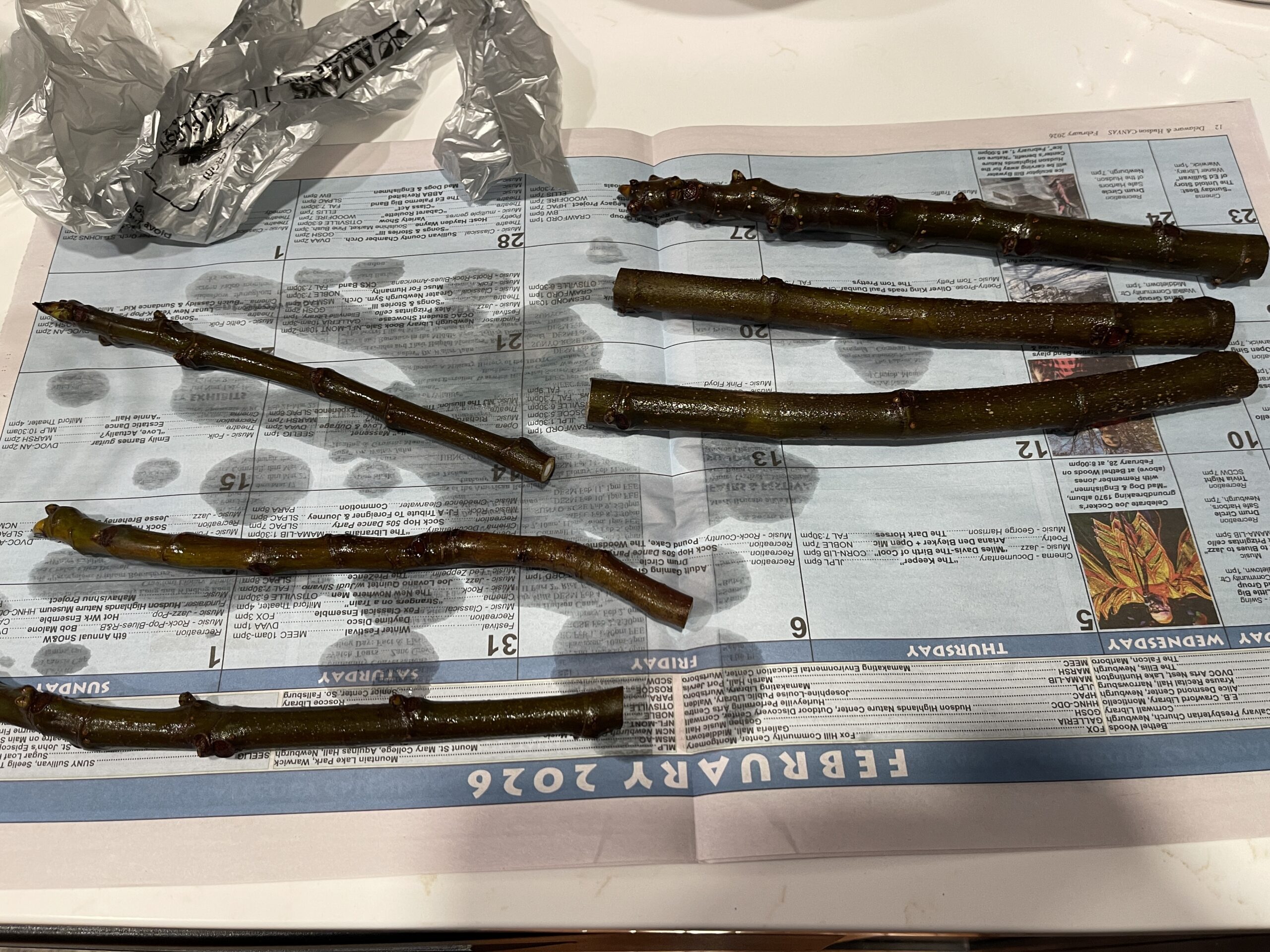 White Adriatic Fig Cuttings: Arrival and Next Steps