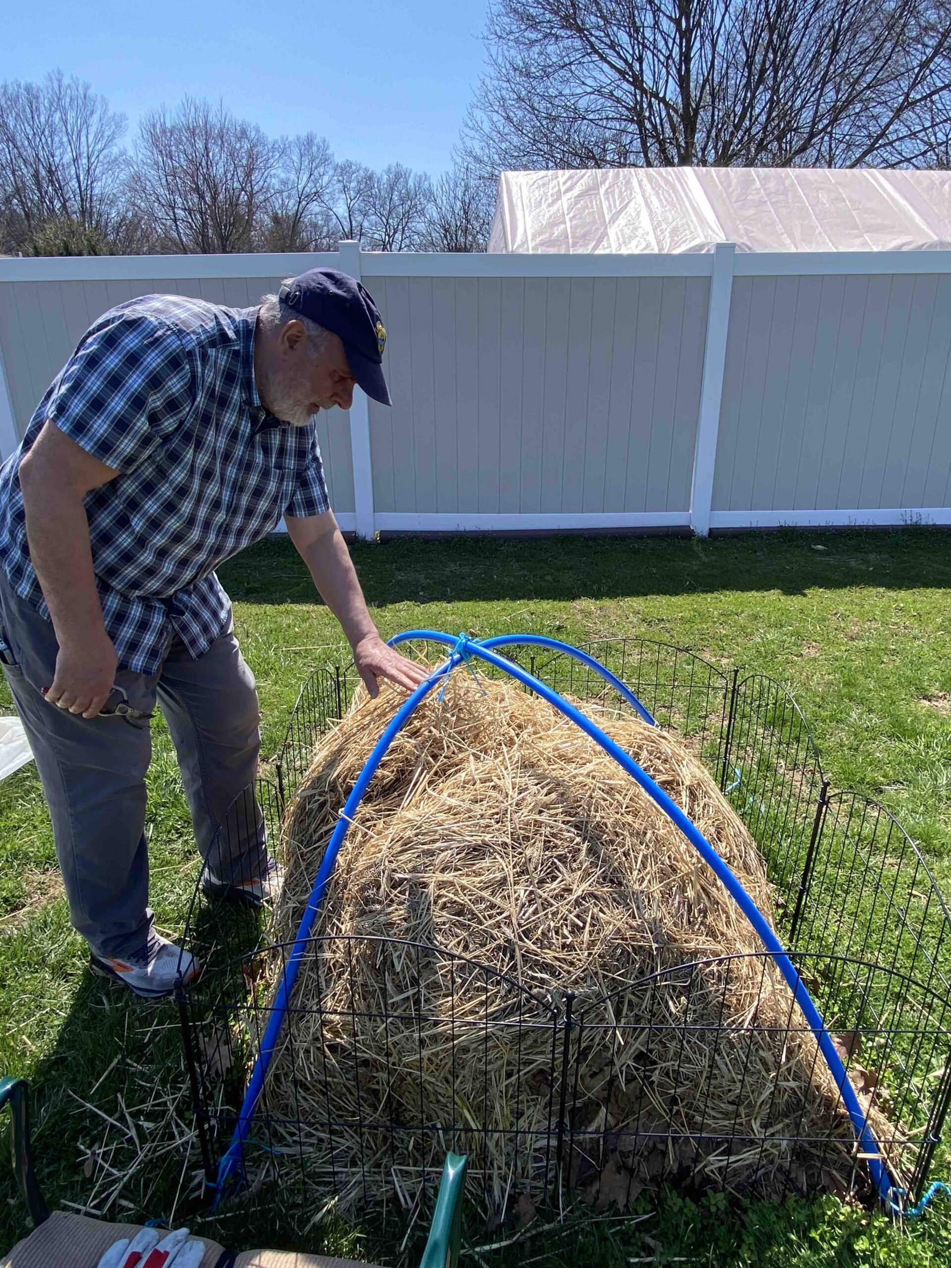 Unwrapping an Italian Honey Fig Tree in Zone 6b