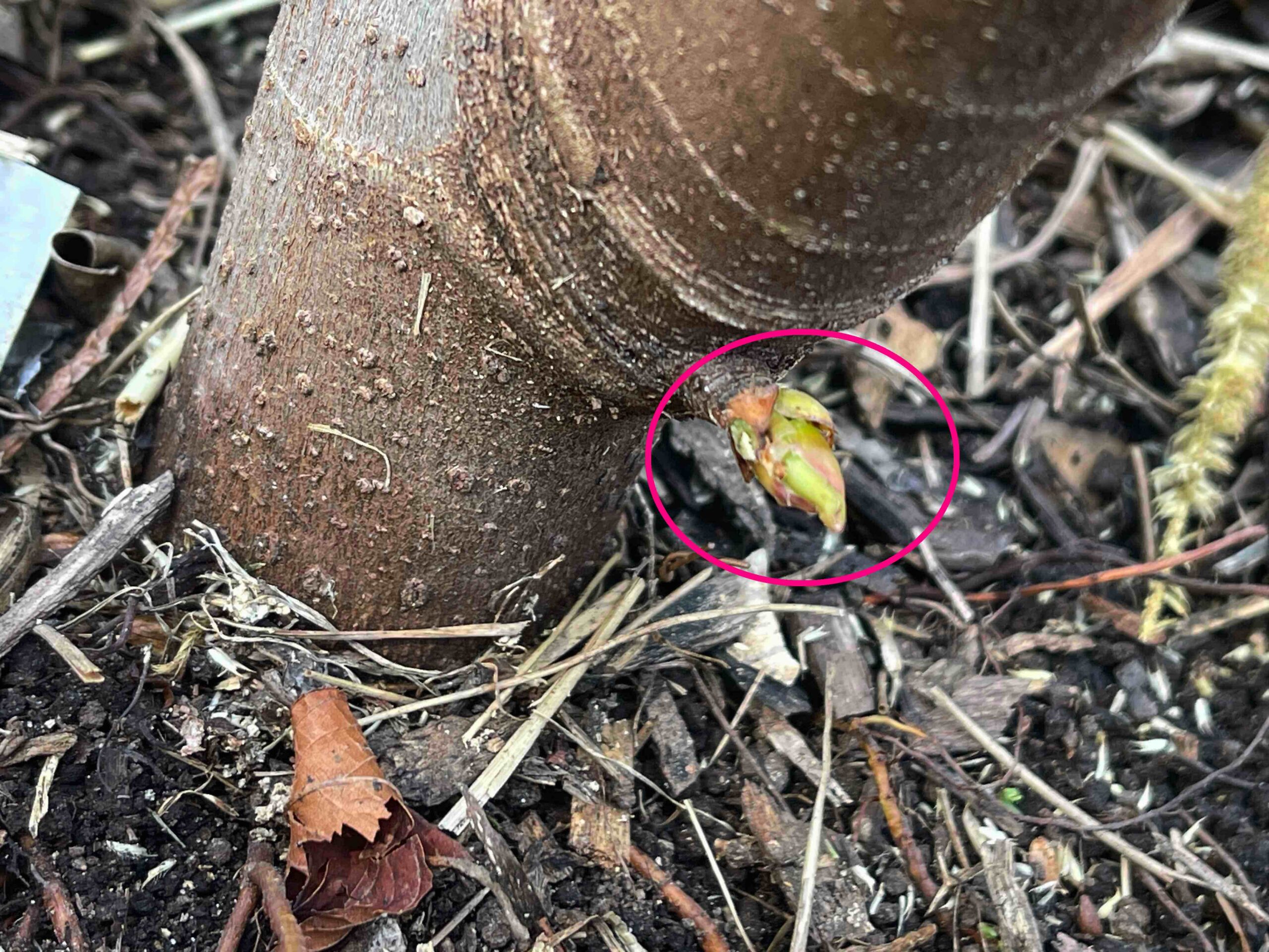 Monitoring Fig Trees After Winter Protection