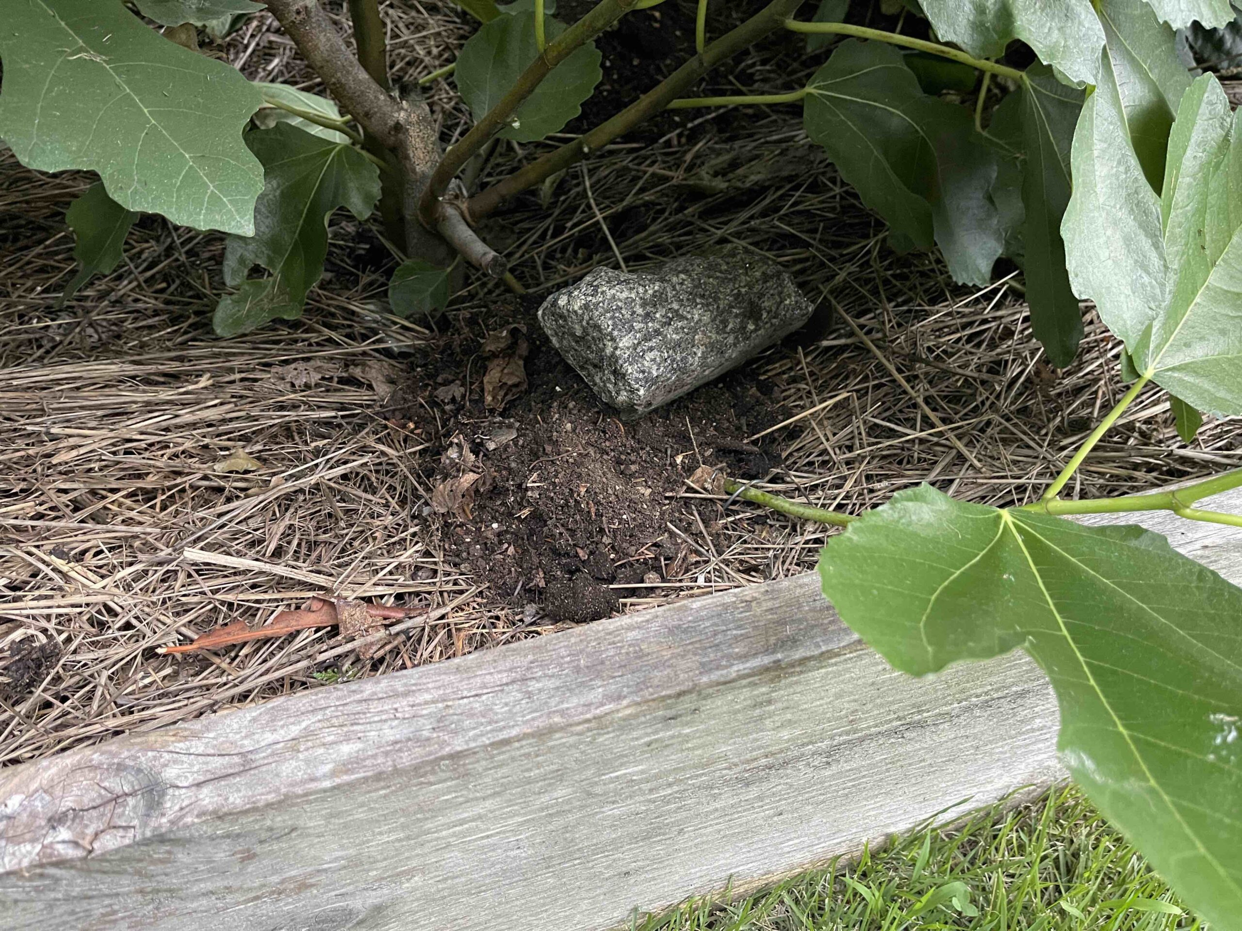 9/21/2026 – One Fig Tree Becomes Two: My First Simple Layering Success!